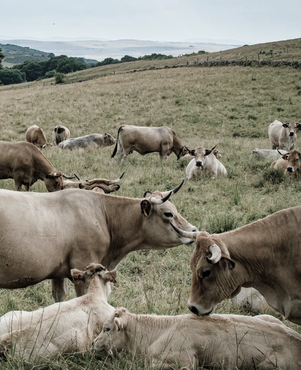 Bene Meat Technologies