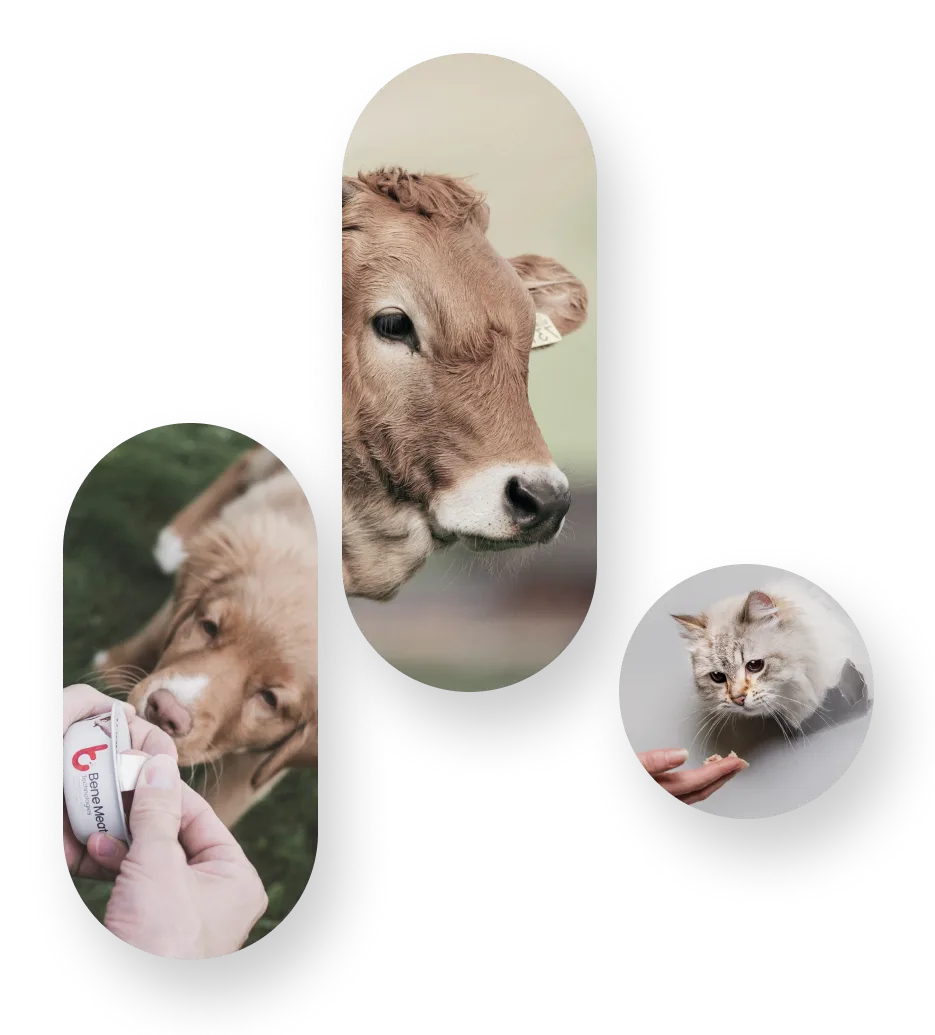 BeneMeat Technologies